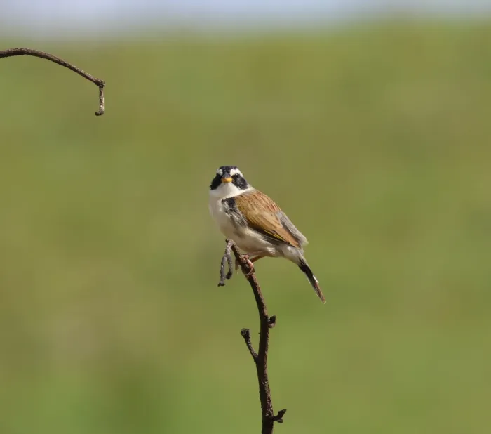 File:Coryphaspiza melanotis 503082086.jpg