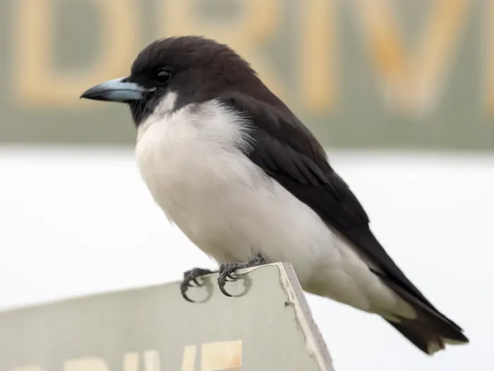 File:Artamus mentalis - William Stephens - 60382789.jpeg