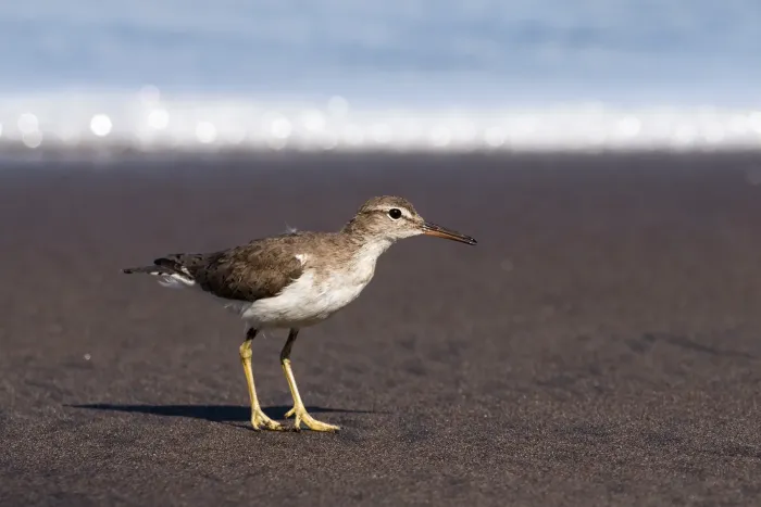File:Spotted sandpiper (Actitis macularius).jpg
