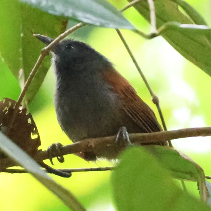 File:Cyanoderma bicolor - Huey - 585675670.jpeg