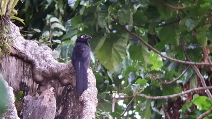 File:Violaceous Coucal (Centropus violaceus) 01.jpg