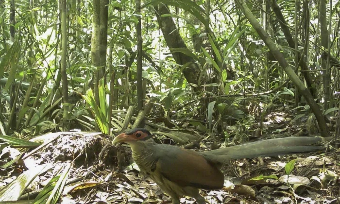 File:Red-billed ground cuckoo (Neomorphus pucheranii).jpg