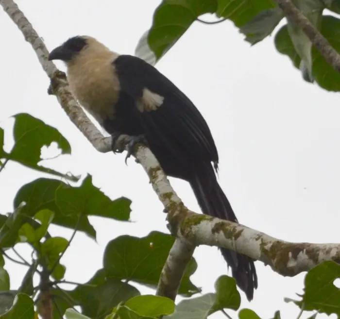 File:Pied Coucal (Centropus ateralbus).jpg
