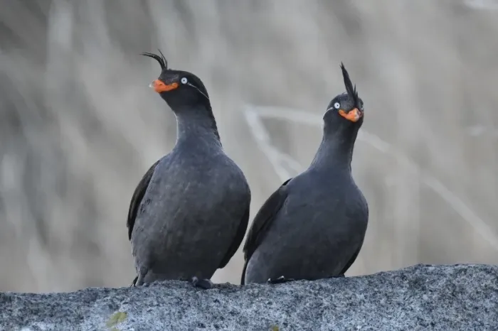 File:Aethia cristatella 395004636.jpg