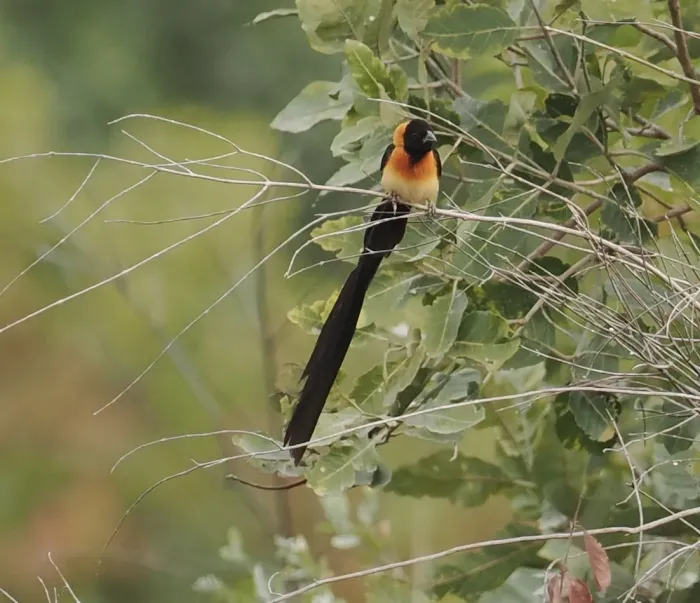 File:Exclamatory Paradise Whydah (Vidua interjecta), Illiassa, Gambia 1.jpg