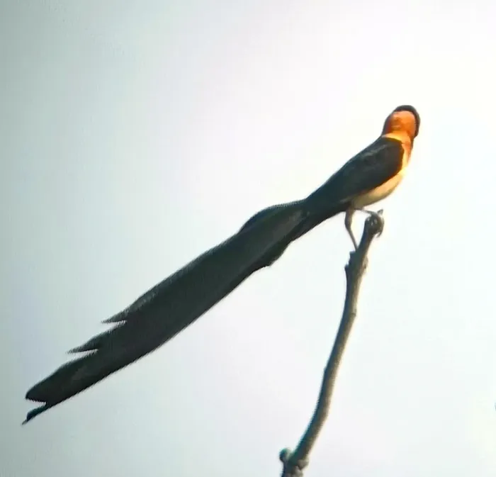 File:Exclamatory Paradise Whydah (Vidua interjecta), Niani, Gambia 1.jpg