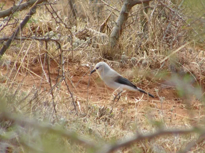 File:Zavattariornis stresemanni 1629733.jpg