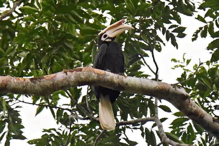 File:Palawan Hornbill of the Philippines - Anthracoceros marchei.jpg
