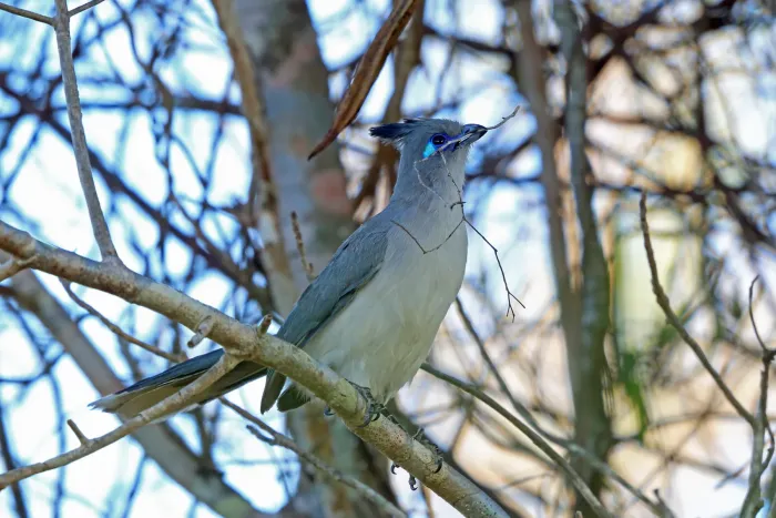 File:Verreaux's coua (Coua verreauxi).jpg