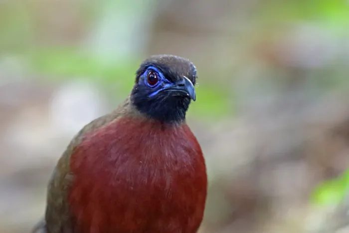 File:Red-breasted coua (Coua serriana).jpg