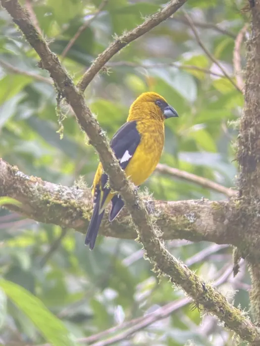 File:Pheucticus tibialis 360904145.jpg