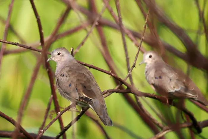 File:Columbina minuta 339990519.jpg