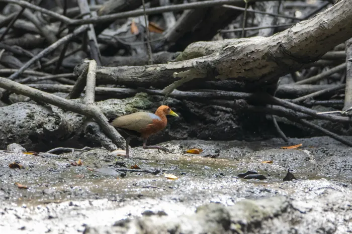 File:Rufous-necked Wood-rail (Aramides axillaris).jpg