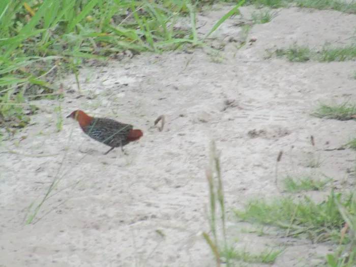 File:Striped flufftail (Sarothrura affinis).jpg