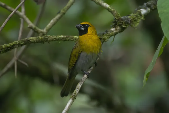File:Caryothraustes poliogaster 350273274.jpg