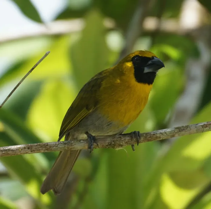 File:Caryothraustes poliogaster 264186128.jpg