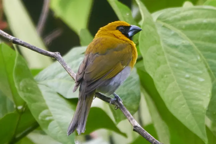 File:Caryothraustes poliogaster 263829905.jpg