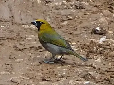 File:Caryothraustes poliogaster 250714366.jpg