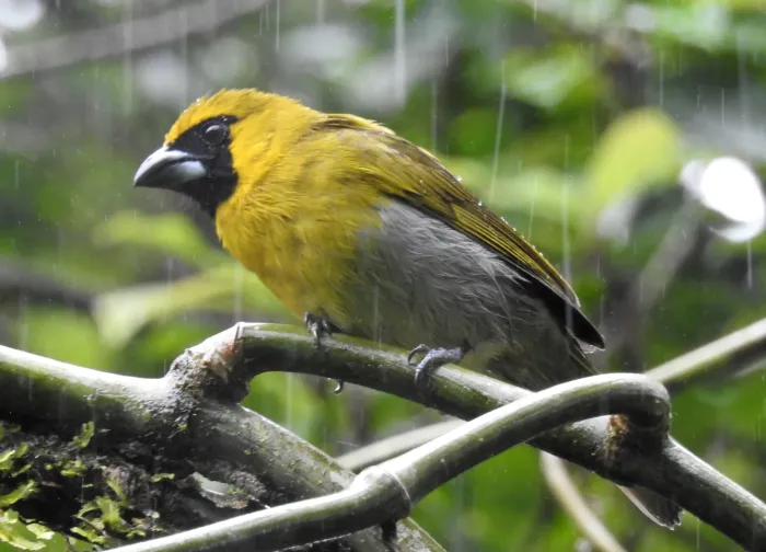 File:Caryothraustes poliogaster 5821846.jpg