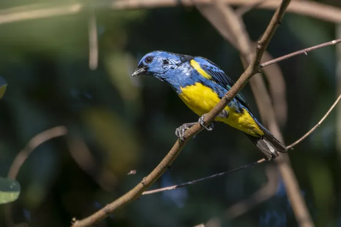 File:Tangara mexicana 314866257.jpg