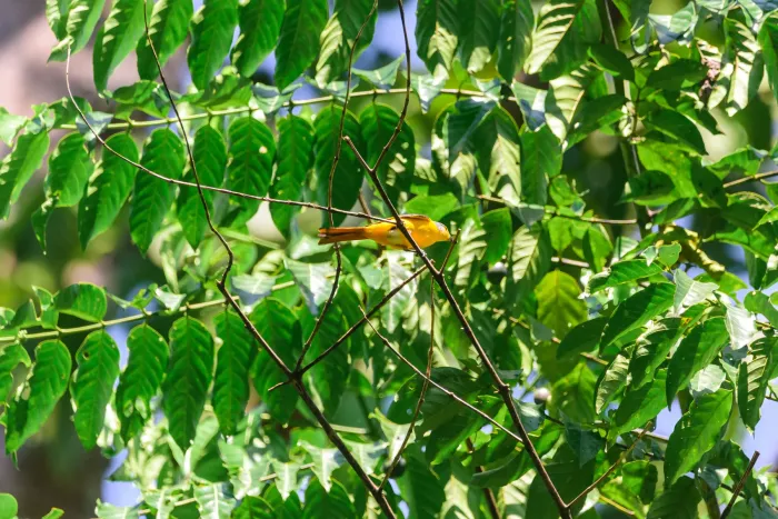 File:Fiery Minivet (Pericrocotus igneus).jpg