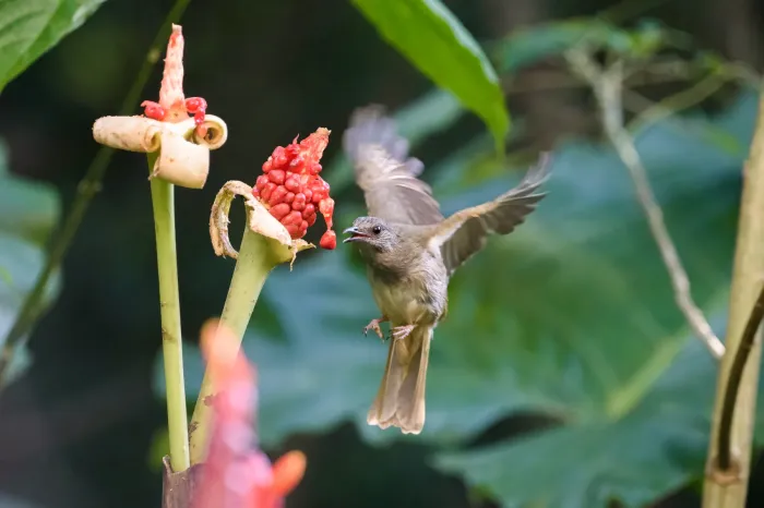 File:Ashy-fronted Bulbul (Pycnonotus cinereifrons) Palawan2025 01.jpg