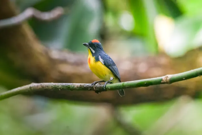 File:Palawan Flowerpecker (Prionochilus plateni) Palawan2025.jpg