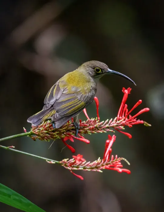 File:Palawan Spiderhunter (Arachnothera everetti).jpg