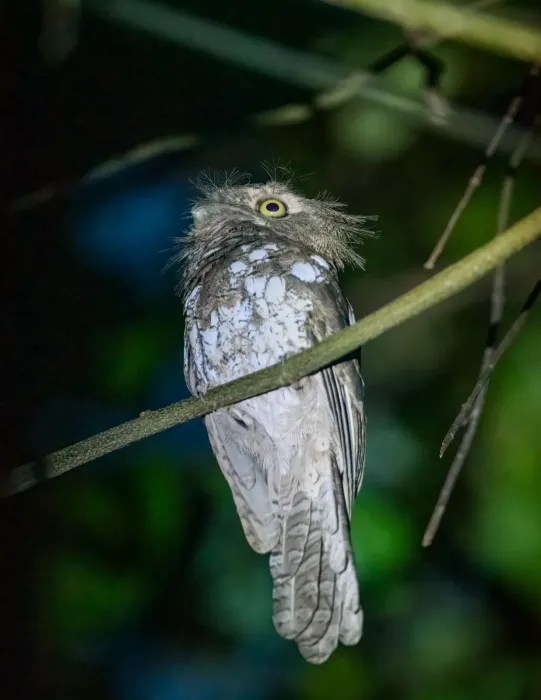 File:Palawan Frogmouth (Batrachostomus chaseni) Palawan2025.jpg