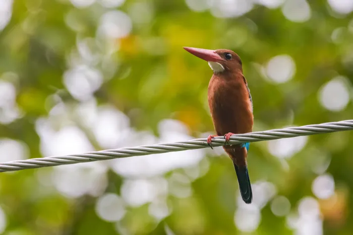 File:Brown-breasted Kingfisher (Halcyon gularis) 01.jpg
