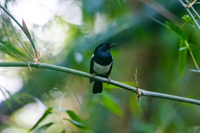 File:Philippine Magpie-Robin (Copsychus mindanensis) 02.jpg