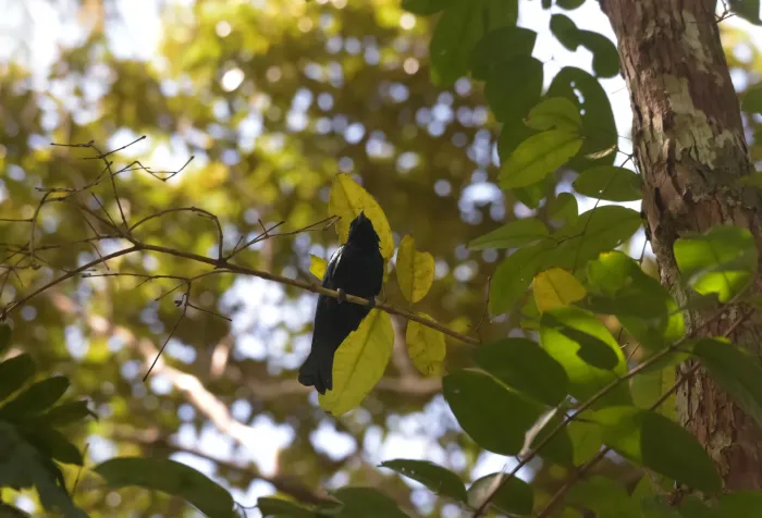 File:Palawan Drongo (Dicrurus palawanensis).jpg