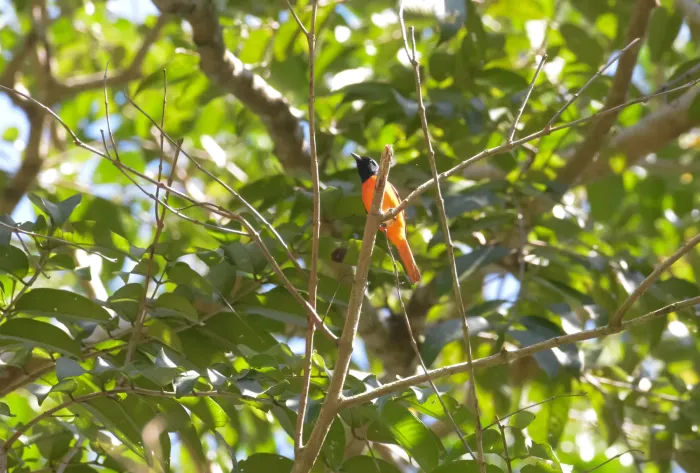 File:Fiery minivet (Pericrocotus igneus).jpg
