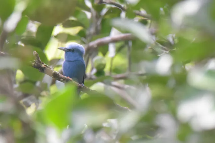 File:Blue paradise flycatcher (Terpsiphone cyanescens).jpg