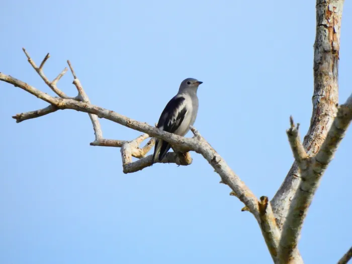 File:Agropsar sturninus - Afsar Nayakkan - 140107345.jpeg