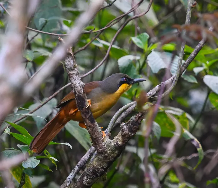 File:Pterorhinus gularis - Rejoice Gassah - 428914939.jpeg