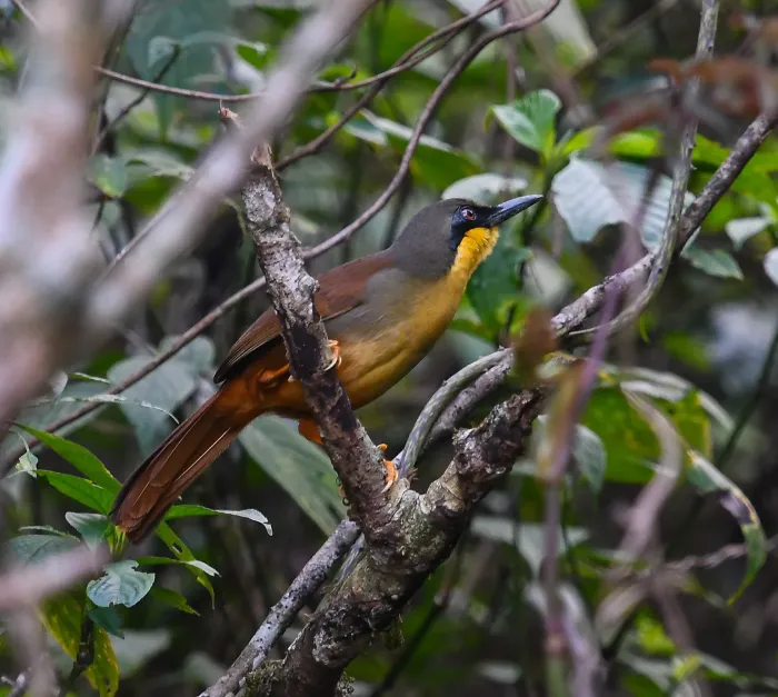 File:Pterorhinus gularis - Rejoice Gassah - 428914942.jpeg