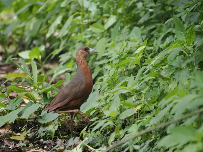 File:Isabelline bush-hen (Amaurornis isabellina) - 02.jpg