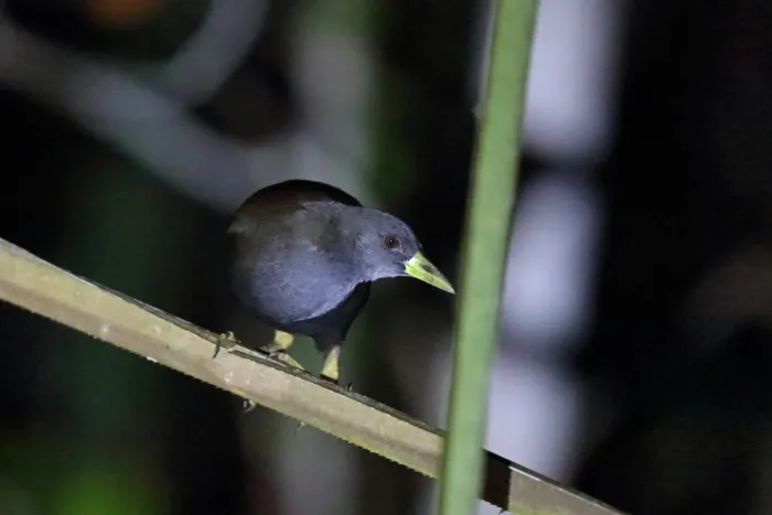 File:Pale-vented bush-hen (Amaurornis moluccana).jpg