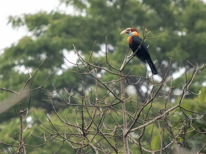 File:Sumba hornbill (Rhyticeros everetti).jpg