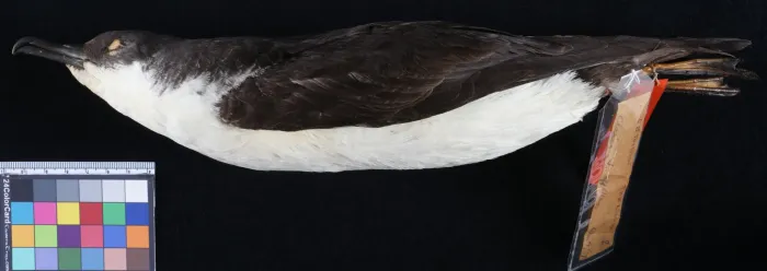 File:Puffinus auricularis USNM 117540.jpg