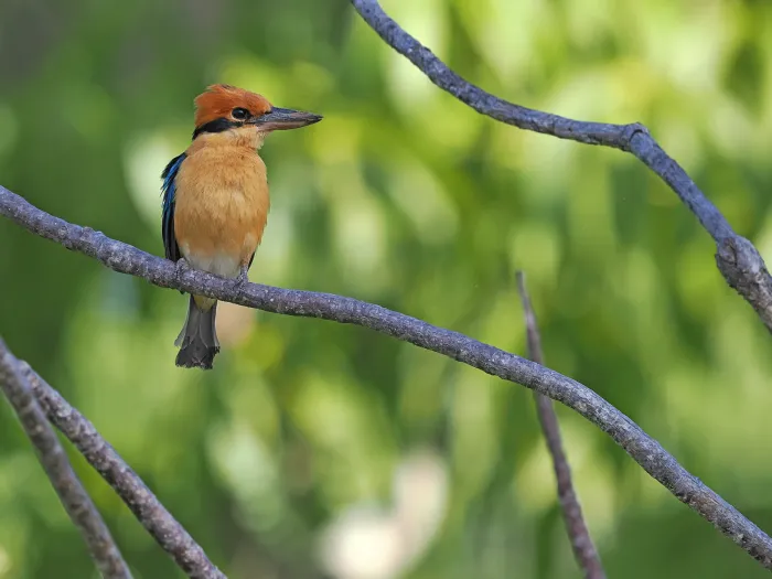 File:Cinnamon-banded kingfisher (Todiramphus australasia).jpg