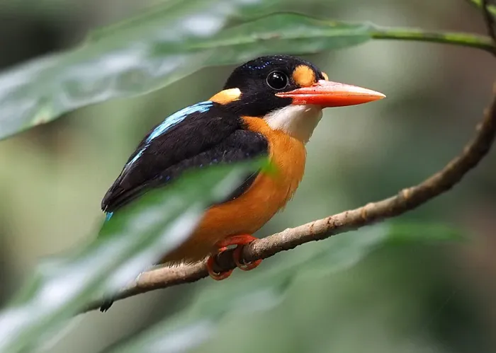 File:Buru dwarf kingfisher (Ceyx cajeli) (cropped).jpg