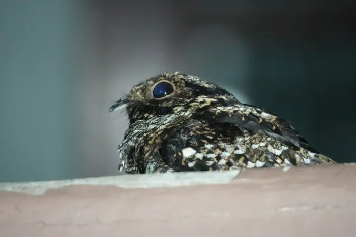 File:Salvadori's nightjar (Caprimulgus pulchellus).jpg