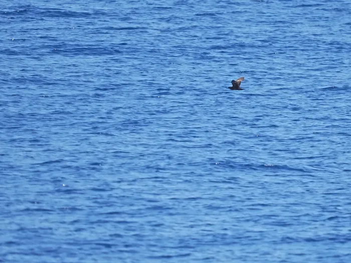 File:Heinroth's shearwater (Puffinus heinrothi).jpg