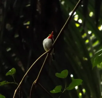 File:Puerto Rican Tody (Todus mexicanus) in El Yunque National Forest.jpg