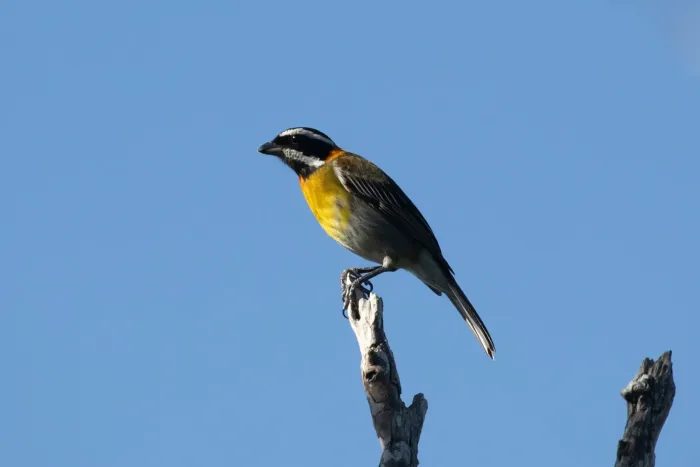 File:Spindalis portoricensis 548931952.jpg