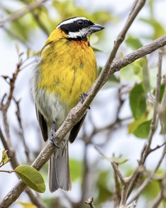 File:Spindalis portoricensis 177249028.jpg