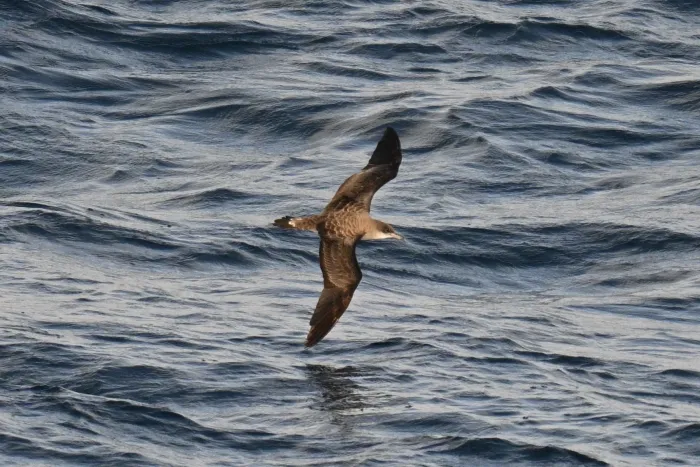 File:Cape Verde shearwater (Calonectris edwardsii).jpg