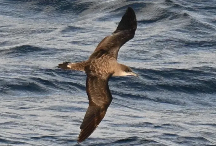 File:Cape Verde shearwater (Calonectris edwardsii) (cropped).jpg